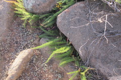 Asparagus juniperoides