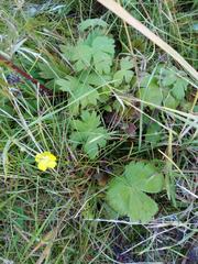 Ranunculus propinquus subborealis