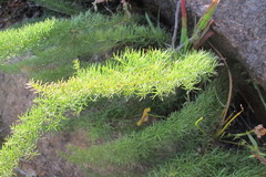 Asparagus juniperoides