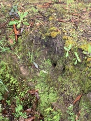 Pardalotus punctatus