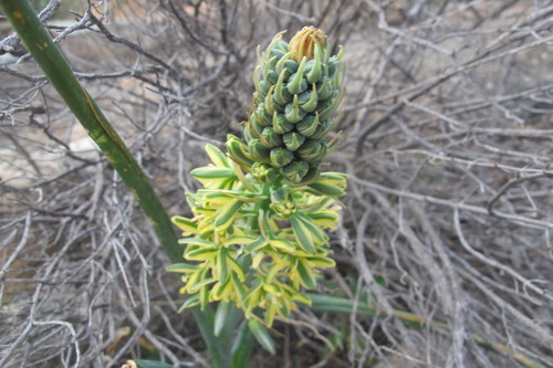 Albuca arenosa