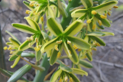 Albuca arenosa