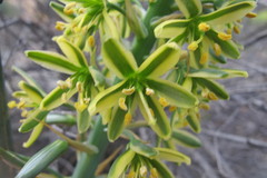 Albuca arenosa