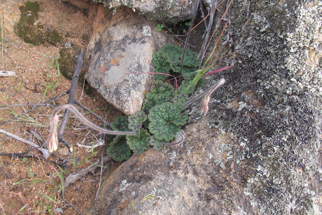 Pelargonium barklyi; photograph (c) James Deacon, some rights reserved (CC BY-SA)