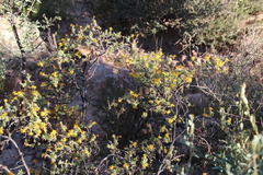 Lasiosiphon deserticola