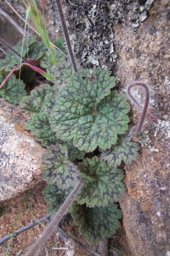 Pelargonium barklyi Scott-Elliot
