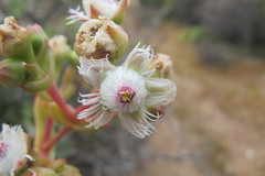 Stoeberia frutescens