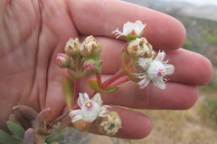 Stoeberia frutescens