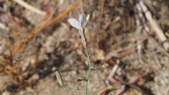 Stephanomeria exigua exigua