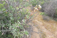 Stoeberia frutescens