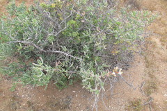 Stoeberia frutescens