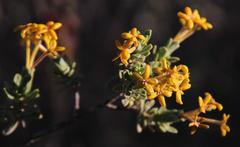 Lasiosiphon deserticola