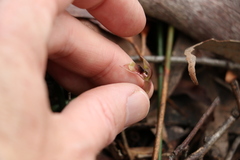 Chiloglottis sphaerula