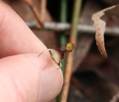 Chiloglottis sphaerula