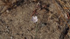Stephanomeria exigua exigua