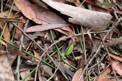 Chiloglottis sphaerula