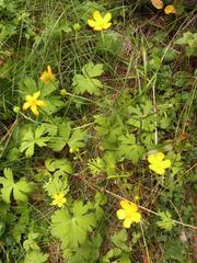 Ranunculus propinquus subborealis