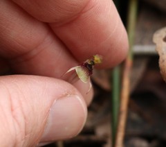 Chiloglottis sphaerula