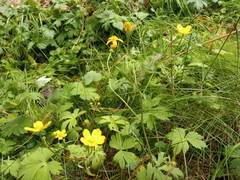 Ranunculus propinquus subborealis