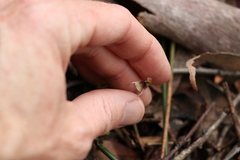 Chiloglottis sphaerula