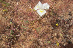 Moraea serpentina