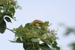 Ptilotula flavescens