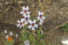 Jamesbrittenia racemosa