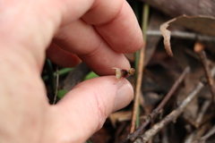 Chiloglottis sphaerula