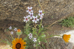 Jamesbrittenia racemosa