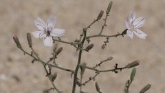 Stephanomeria exigua exigua
