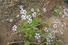 Jamesbrittenia racemosa