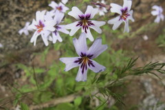 Jamesbrittenia racemosa