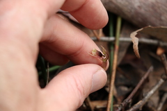 Chiloglottis sphaerula