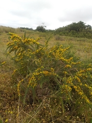 Aspalathus spinosa spinosa