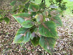 Populus × petrowskiana
