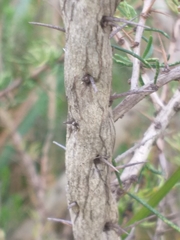Aspalathus spinosa spinosa