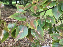 Populus × petrowskiana