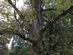Populus × petrowskiana