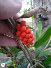 Bactris simplicifrons