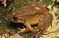 Limnonectes conspicillatus