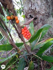 Bactris simplicifrons