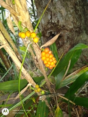 Bactris simplicifrons