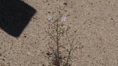 Stephanomeria exigua exigua