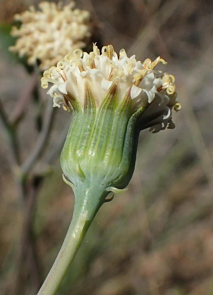 Senecio humbertii (Senecio humbertii)