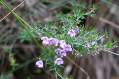 Prostanthera scutellarioides