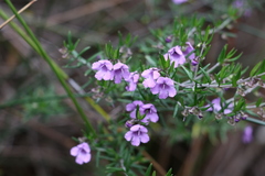 Prostanthera scutellarioides