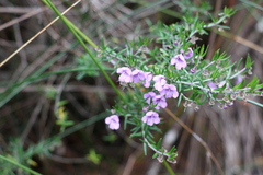 Prostanthera scutellarioides