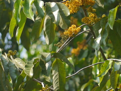 Gymnacranthera canarica