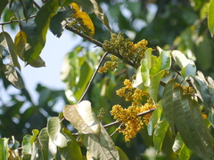 Gymnacranthera canarica
