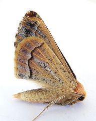 Caripeta pulcherrima